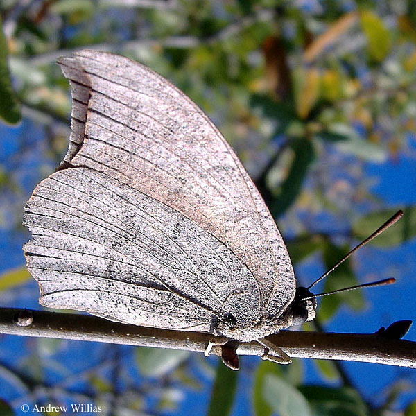 Goatweed Leafwing Butterfly - Anaea andria