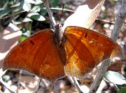 Goatweed Leafwing Butterfly