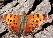 Gray Comma Butterfly