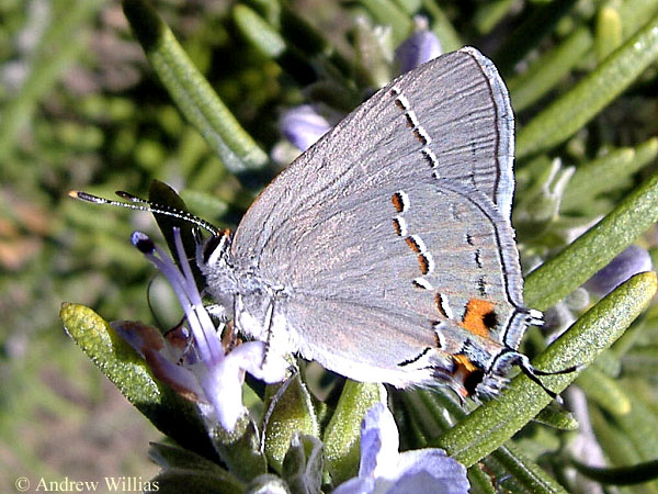 Gray Hairstreak - Strymon melinus