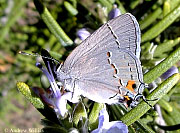 Gray Hairstreak