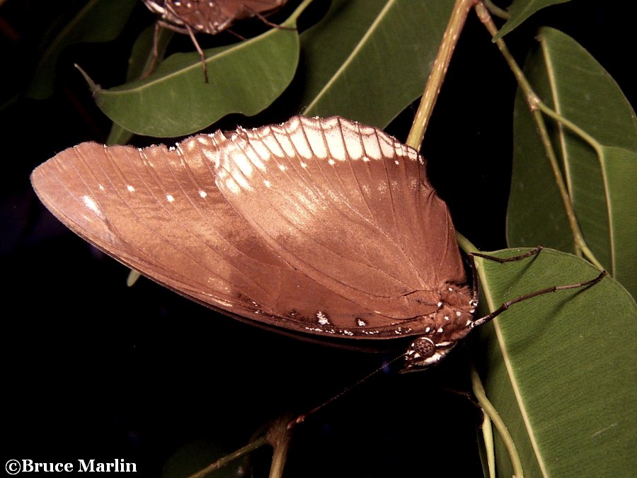 Great Eggfly Butterfly - Hypolimnas bolina