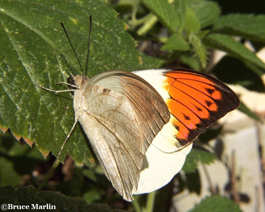 Great Orangetip Butterfly - Hebomoia glaucippe
