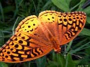 Great Spangled Fritillary