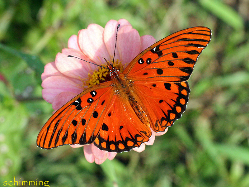 Gulf Fritillary Butterfly - Agraulis vanillae