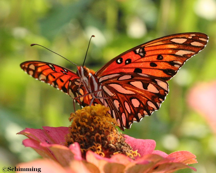 Gulf Fritillary Butterfly