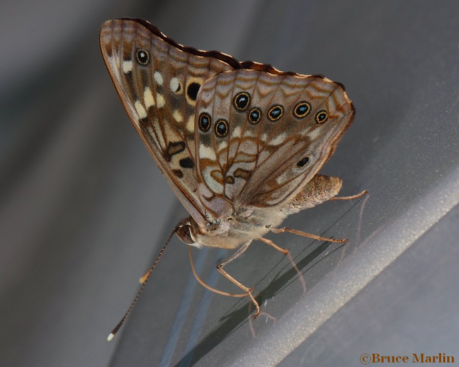 HackBerry Butterfly