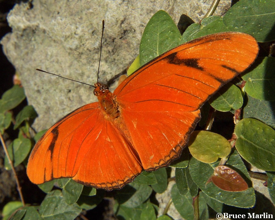 color photo Julia Longwing Butterfly dorsal view