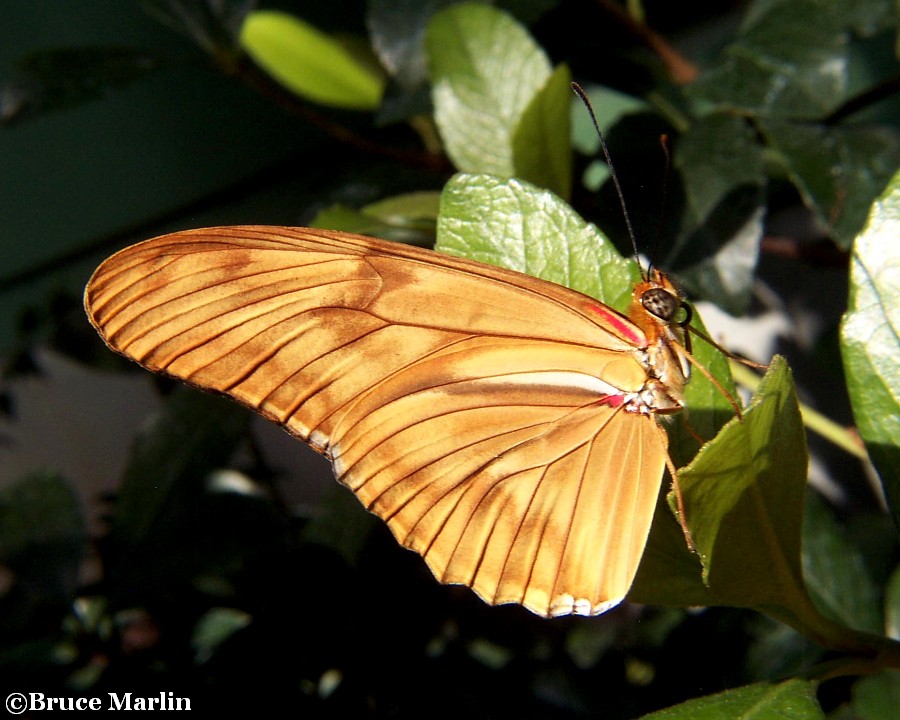 color photo julia longwing butterfly lateral underwing view