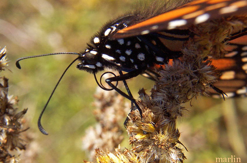 Monarch head detail