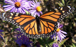 Monarch Butterfly