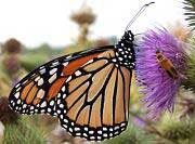 Monarch Butterfly