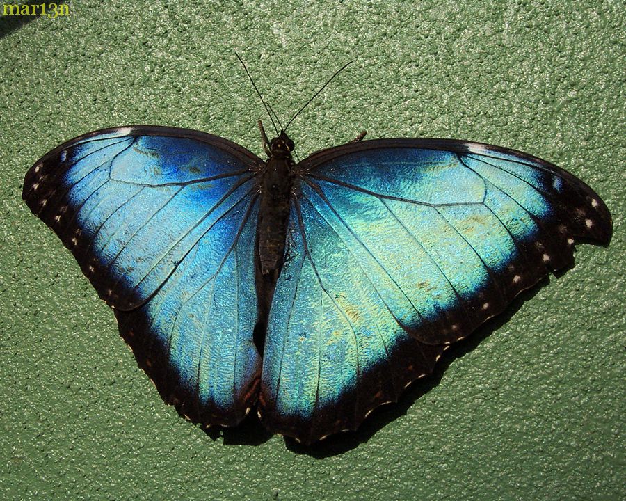 Common Morpho dorsal view