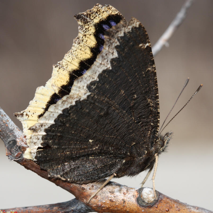 Mourning Cloak - Nymphalis antiopa