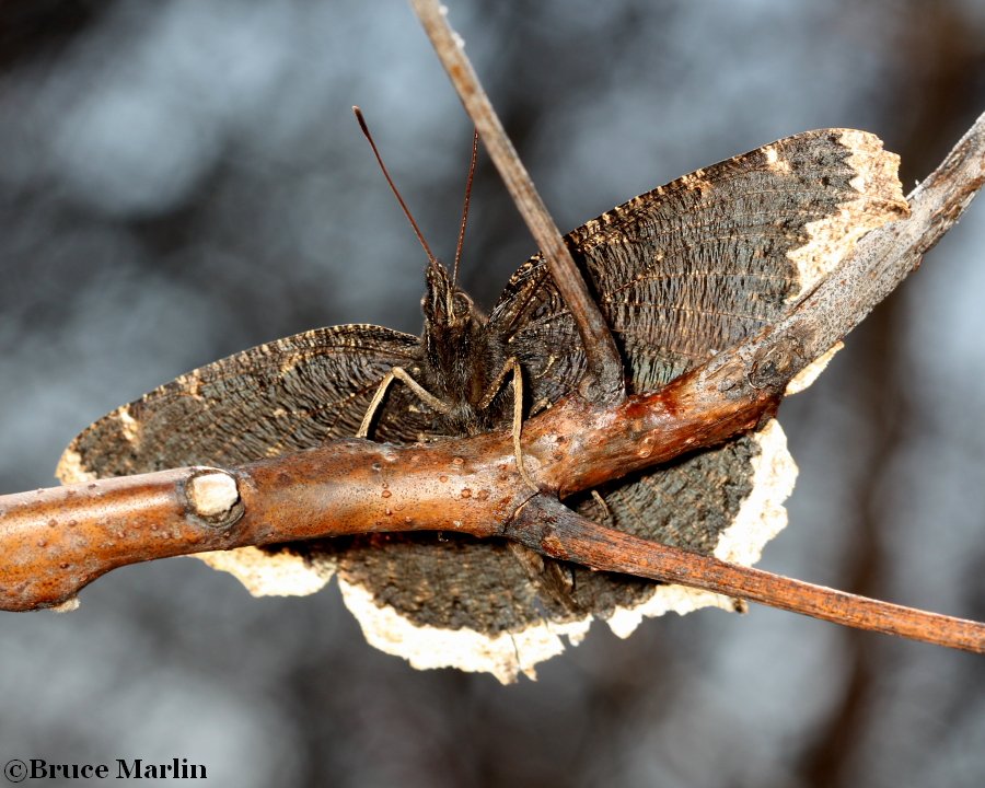 Mourning Cloak Butterfly