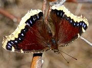 Mourning Cloak Butterfly