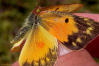 Orange Sulphur Butterfly