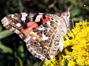 Painted Lady