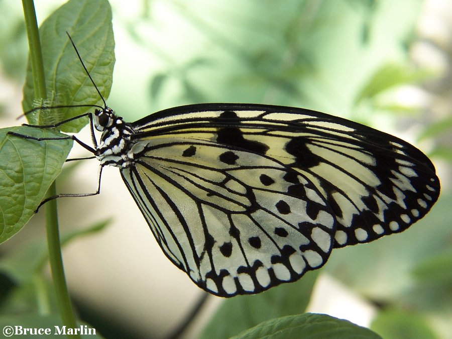 Paper Kite Butterfly Idea leuconoe North American Insects & Spiders