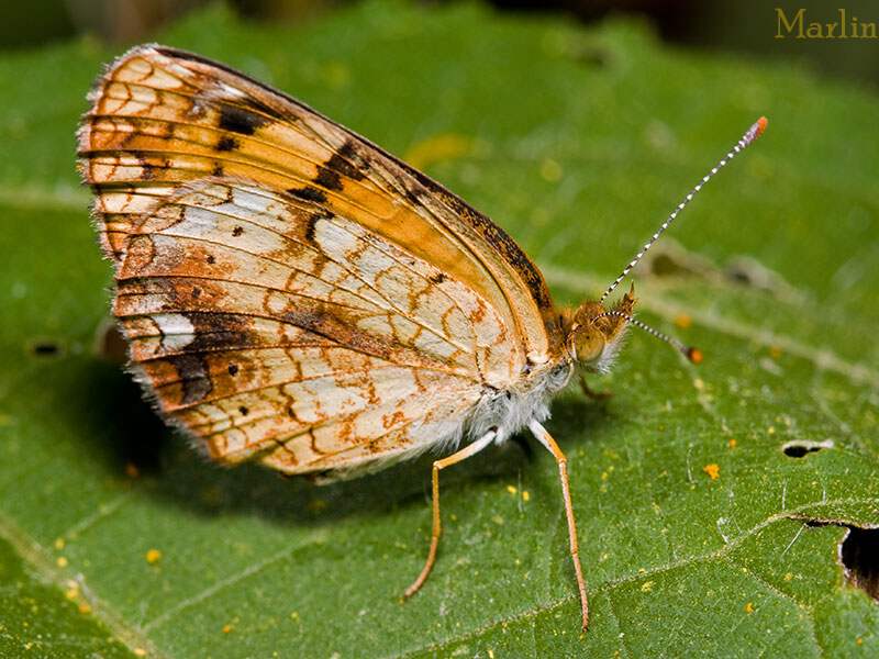 Pearl Crescent Butterfly