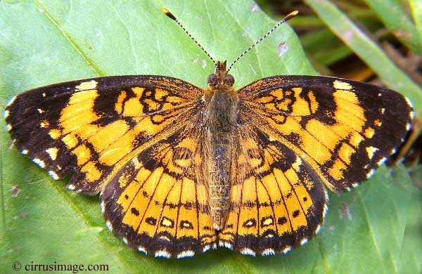 Silvery Checkerspot 