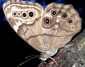 Northern Pearly Eye Butterfly