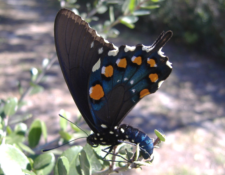 Pipevine Swallowtail Butterfly