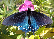 Pipevine Swallowtail Butterfly