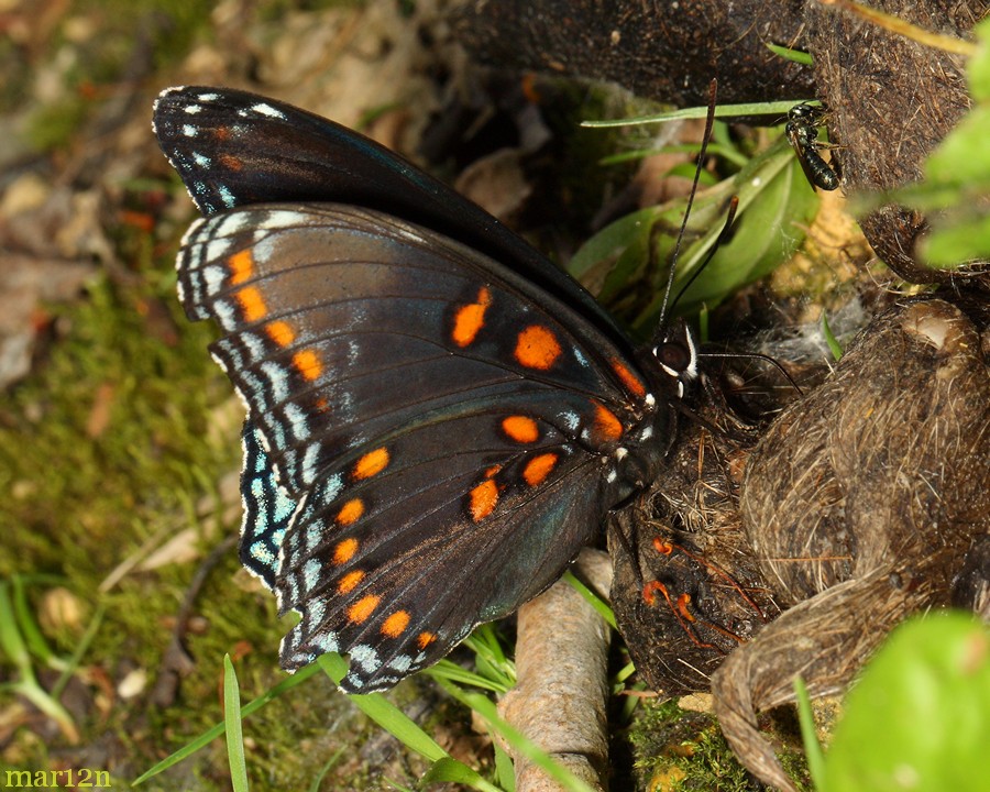 red spotted purple butterfly