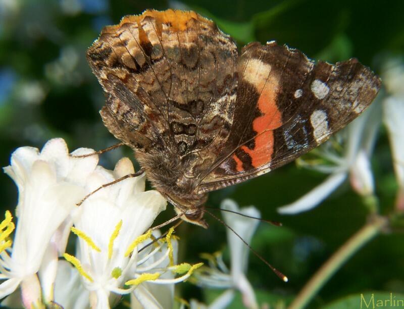 Red Admiral Butterfly Red Admiral Butterfly