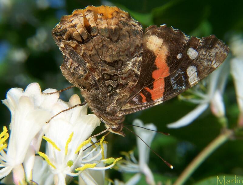 Red Admiral Butterfly