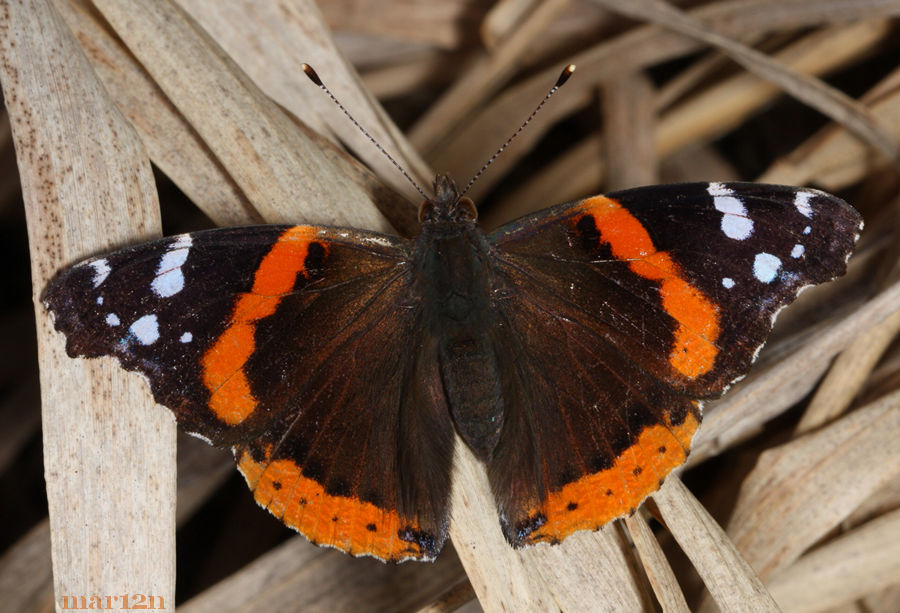 Red Admiral Butterfly