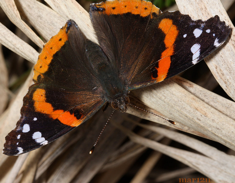 Red Admiral Butterfly