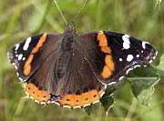 Red Admiral