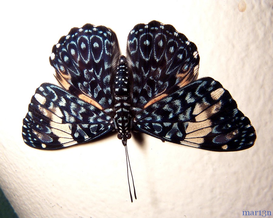 Red Cracker Butterfly