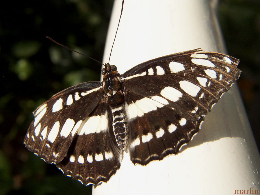 Common Sailor Butterfly