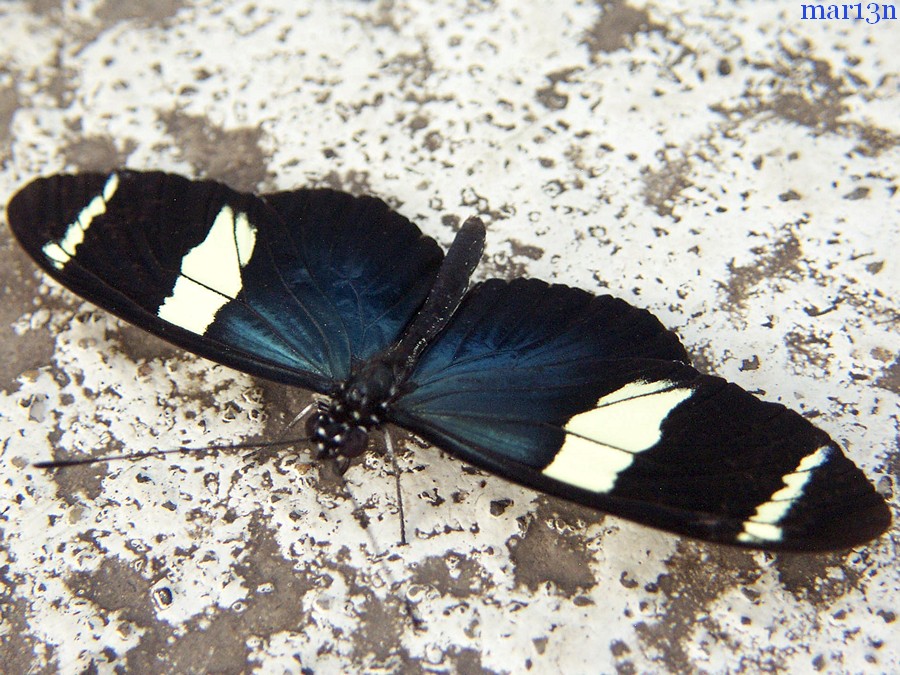 Sara Longwing Butterfly