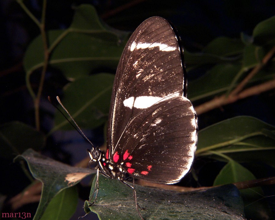 Sara Longwing Butterfly