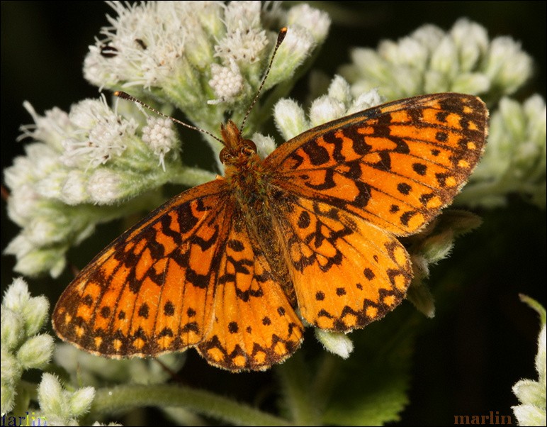 Silver-Bordered Fritillary - Boloria selene
