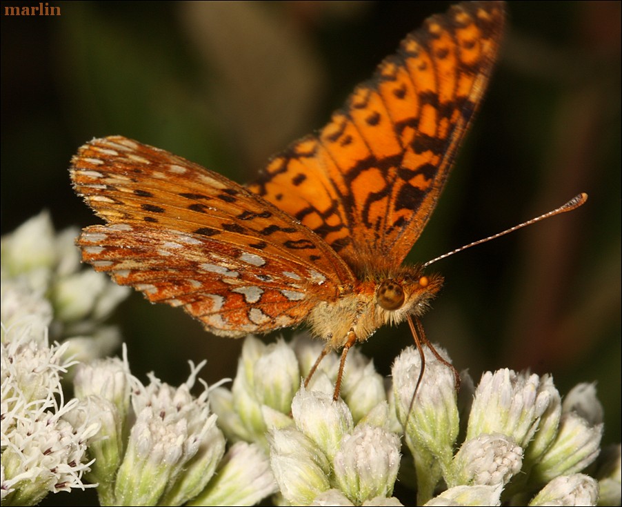 Silver-Bordered Fritillary - Boloria selene