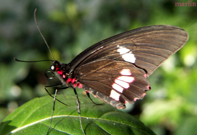 Shoemaker Butterfly