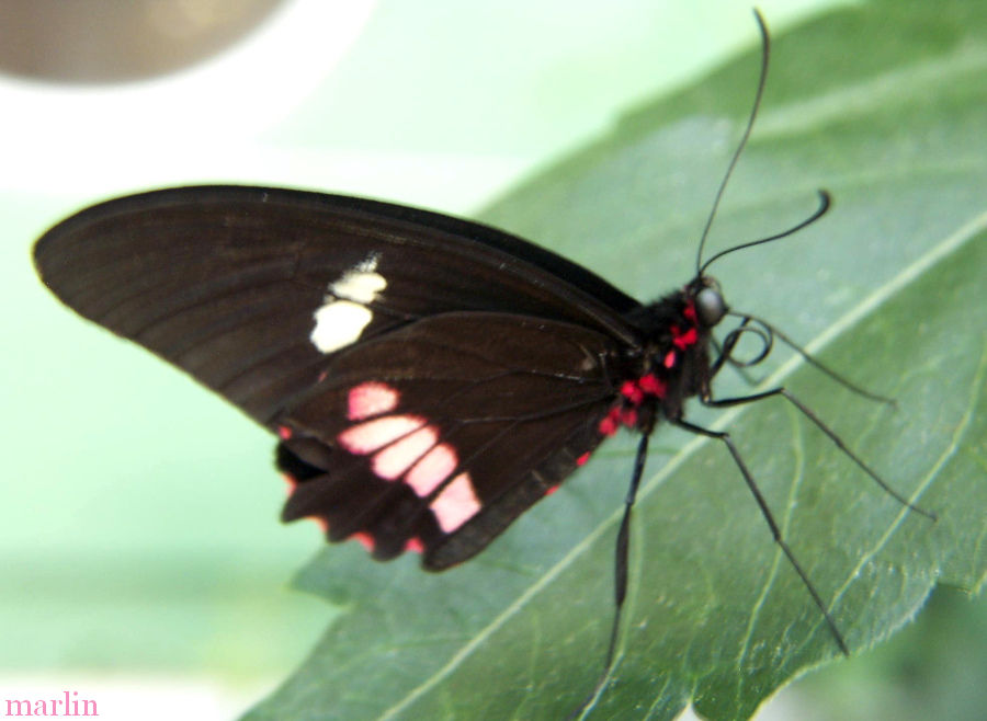 Shoemaker Butterfly