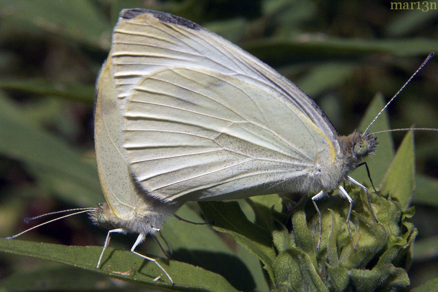Cabbage White Butterfly mated pair