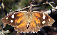 American Snout Butterfly