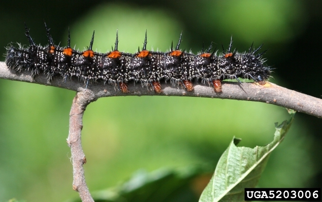 Spiny Elm Caterpillar