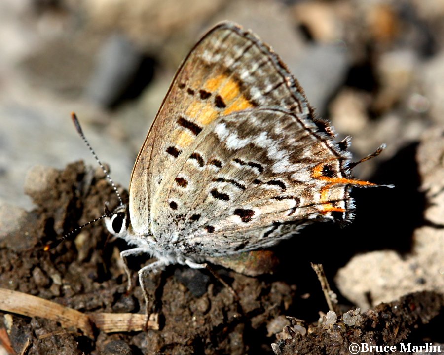 Tailed Copper Butterfly