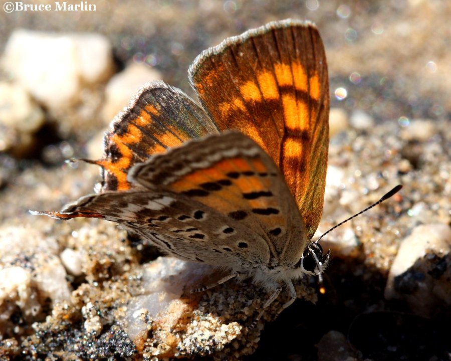 Tailed Copper Butterfly - Lycaena arota