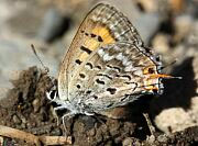 Tailed Copper Butterfly