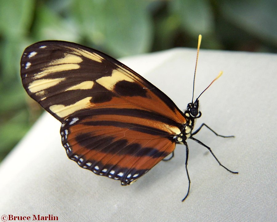 Tiger Longwing Butterfly