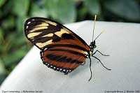 Tiger Longwing